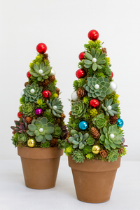 Sun Nov 16 Succulent Tree 251116101